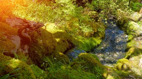 Beautiful Water Stream in Forest Park, Green Nature Environment Landscape Beauty Stock Footage 108643280