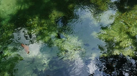 Beautiful water surface and reflections. Stream in the forest Stock Footage 48381179