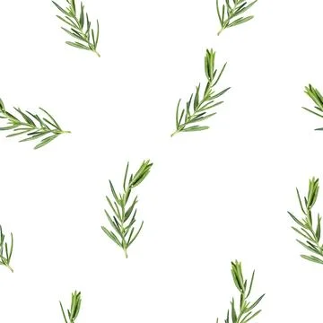 A Beautiful Watercolor Pattern Featuring Fresh Rosemary Leaves Set Against a Stock Illustration