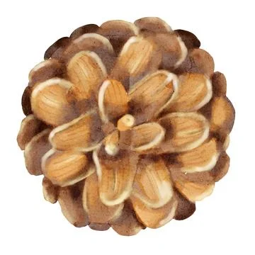 Beautiful watercolor pine cone pattern ideal for autumn textile design and .. Stock Illustration