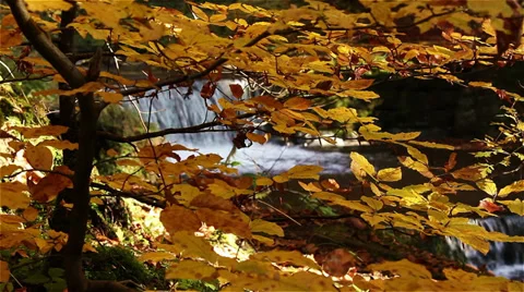 Beautiful Waterfall in Forest 库存影片 29664937