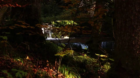 Beautiful Waterfall in Forest 库存影片 29665356