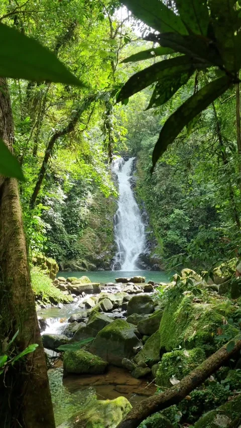 Beautiful waterfall hidden deep inside the lush green tropical rainforest Stock Footage 345100969