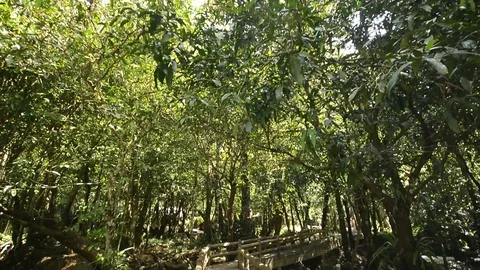 Beautiful waterfall in a jungle. Stock Footage 104038509