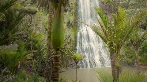 Beautiful waterfall in tropical native rainforest, New Zealand Stock Footage 231592903