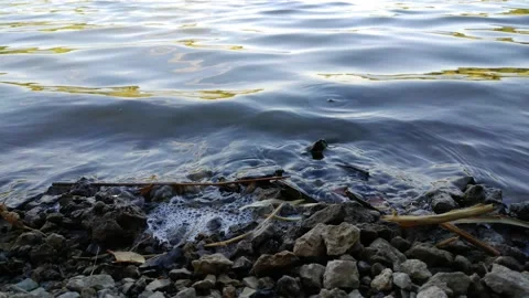 Beautiful waves gently float on the stone shore, water foam, summer, autumn Video stock 136130240