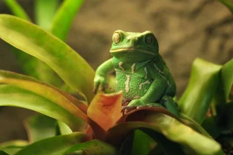 Beautiful waxy monkey frog sitting on a plant Stock Photos
