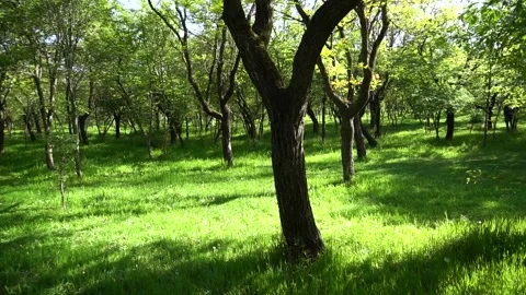 Beautiful weather in the spring forest. Stock Footage 168598656