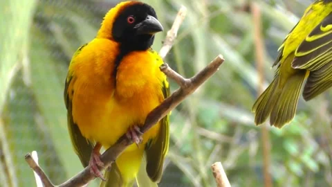 Beautiful Weaver Bird 스톡 동영상 230080899