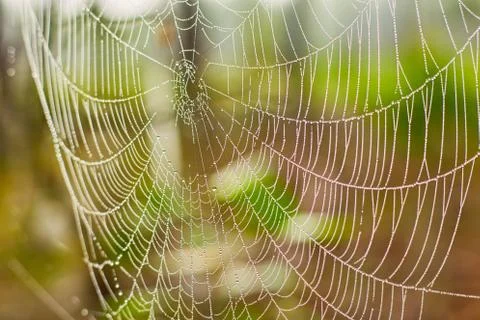Beautiful web with dew drops in the sunlight in the morning Stock Photos