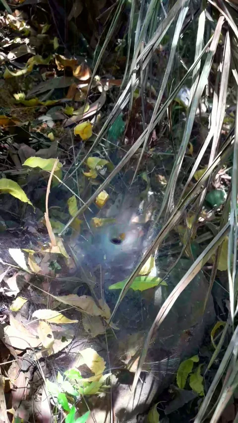 Beautiful web made by a spder Video stock 127636069