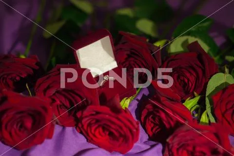 Beautiful wedding ring with precious stone in red velvet gift box and red ros Stock Photos