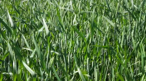 Beautiful weeds on a field. Stockbeeldmateriaal 40728039