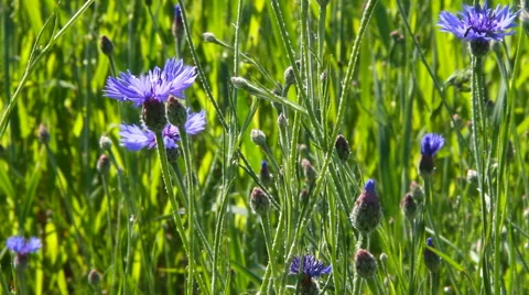 Beautiful weeds. Stockbeeldmateriaal 40728014