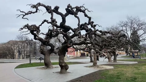 Beautiful weeping sophoras of a bizarre shape. Stock Footage 237937993