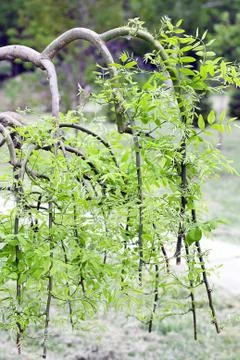 Beautiful weeping tree Stock Photos