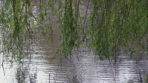 Beautiful weeping willow branches hanging over the lake gently swaying in breeze Stock Footage 151745335