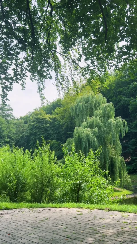 Beautiful weeping willow tree sways gently in a lush green park. Stock Footage 344177927