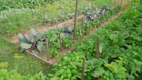 Beautiful well-groomed garden with rectangular beds with growing vegetables 스톡 동영상 251701201
