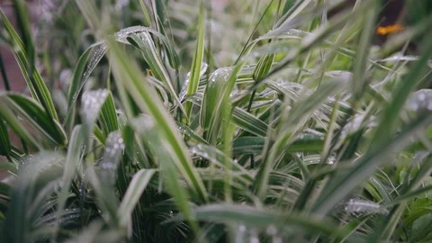 Beautiful wet grass during the rain in the garden Stock Footage 156467310