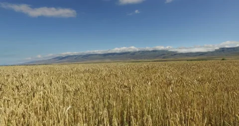 Beautiful  wheat field Stock Footage 148174738