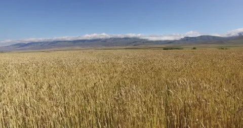 Beautiful  wheat field Stock Footage 148239052