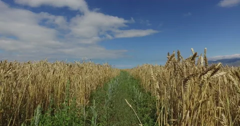 Beautiful  wheat field Stock Footage 148239857