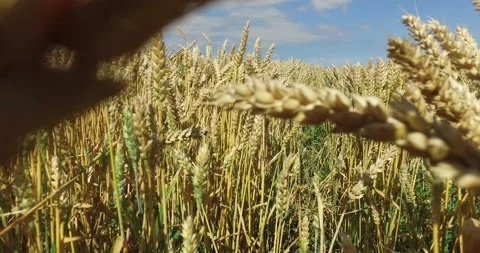 Beautiful  wheat field Stock Footage 148240037