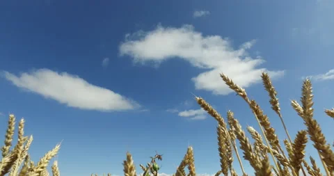 Beautiful  wheat field Stock Footage 148240339