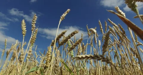 Beautiful  wheat field Stock Footage 148241236