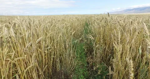 Beautiful  wheat field Stock Footage 148242029