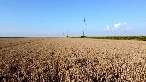 Beautiful wheat field Stock Footage 202606368