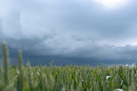 Beautiful wheat field Stock Photos