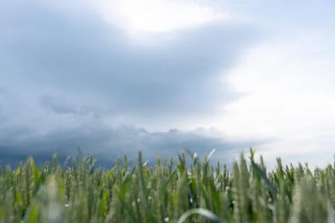 Beautiful wheat field Stock Photos