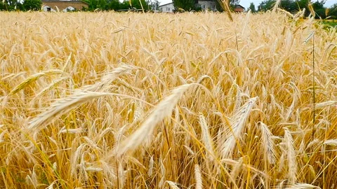 A beautiful wheat field in slow motion. Stock Footage 86290871