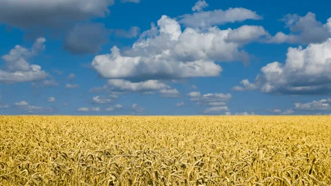 Beautiful wheat field under a dense cumulus clouds, summer rural agricultural Stock Footage 152386393