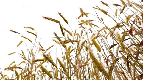 Beautiful wheat. Slow motion. Video stock 86291618