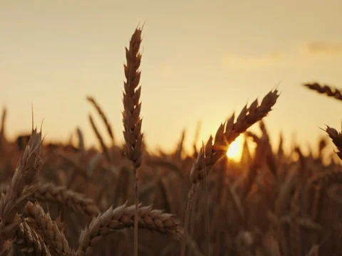 Beautiful wheat spike at sunset. High-quality selected wheat of elite grades Stock Footage 77587518