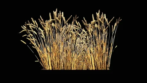 Beautiful Wheat On The Wind, Isolated On Black Background With Alpha Stock Footage 93714735