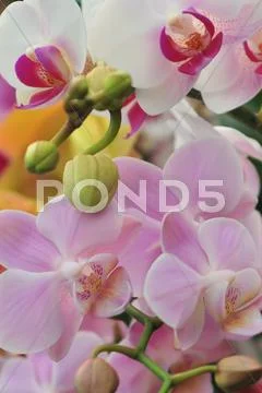 Beautiful white and pink orchid - phalaenopsis Stock Photos