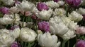 Beautiful white and purple lilac roses close up outdoor at sunny day 4k or 4k+ Resolution