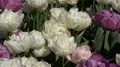 Beautiful white and purple lilac roses close up outdoor at sunny day 4k or 4k+ Resolution