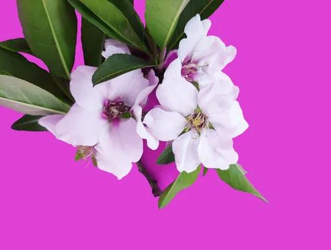 Beautiful white apple tree flowers with green leaves on  pink background Stock Photos
