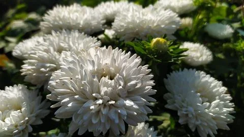 Beautiful white asters Stock Photos