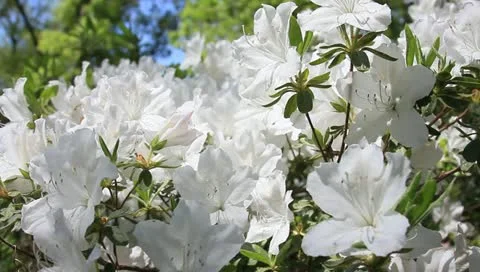 Beautiful white azalea hd close-up Stock Footage 11128810
