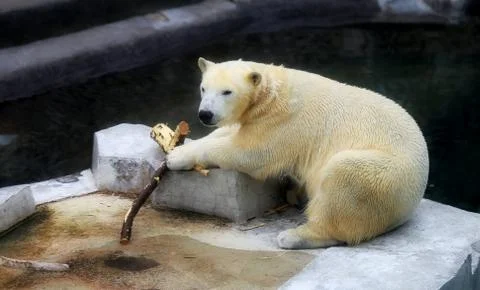 Beautiful white bears Stock Photos