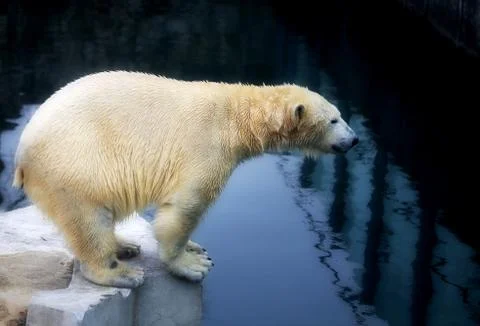 Beautiful white bears Stock Photos