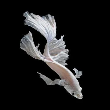 Beautiful white betta fish Stock Photos