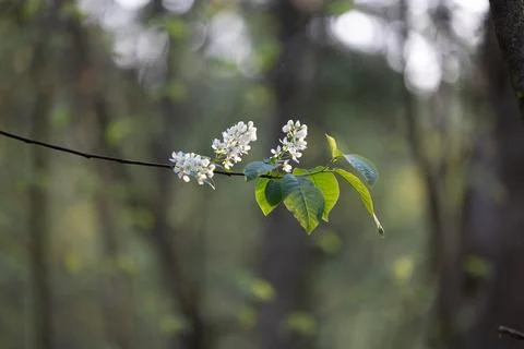 Beautiful white bird cherry tree blossoms in the spring forest. Stock Photos