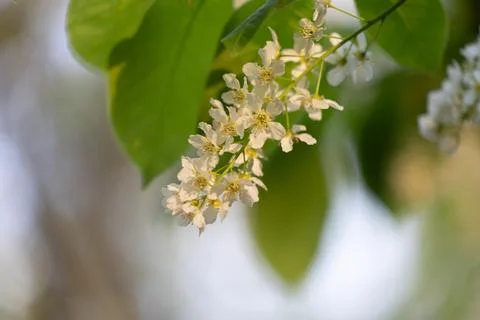 Beautiful white bird cherry tree blossoms in the spring forest. Foto stock
